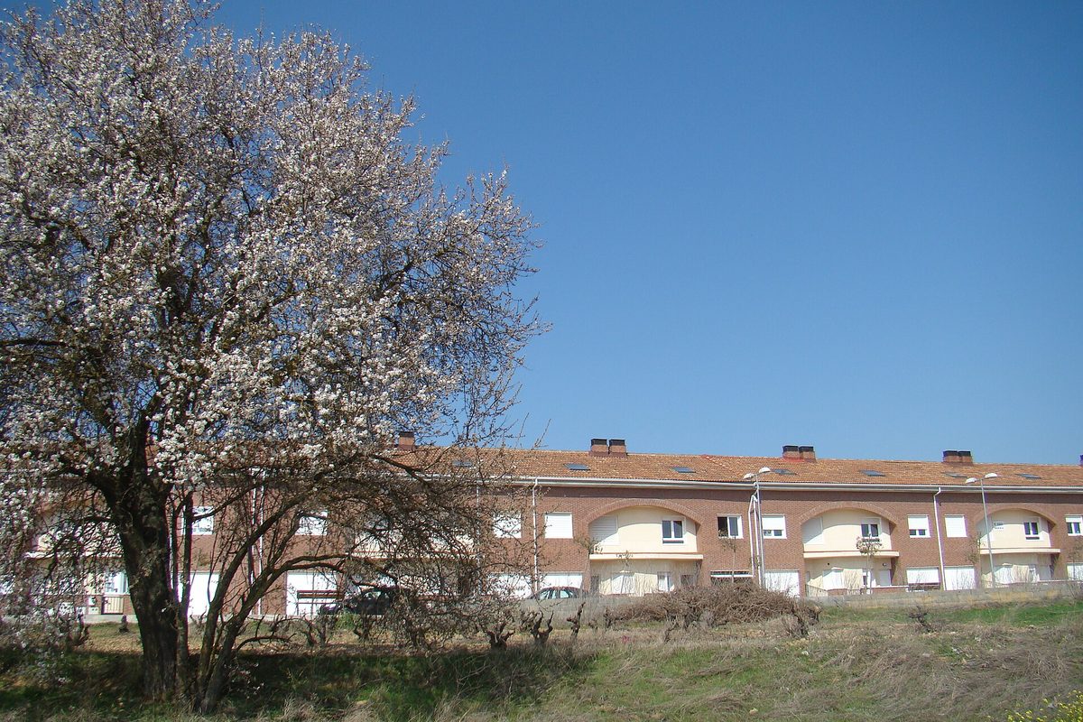 Hilera de chalets adosados con fachadas idénticas, cada uno una vivienda independiente, en Cigales (Valladolid)