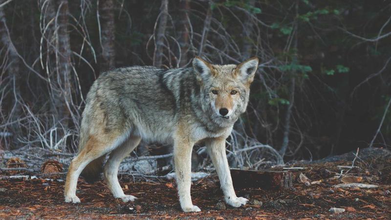 Deducciones fiscales IRPF por rehabilitación energética 2026